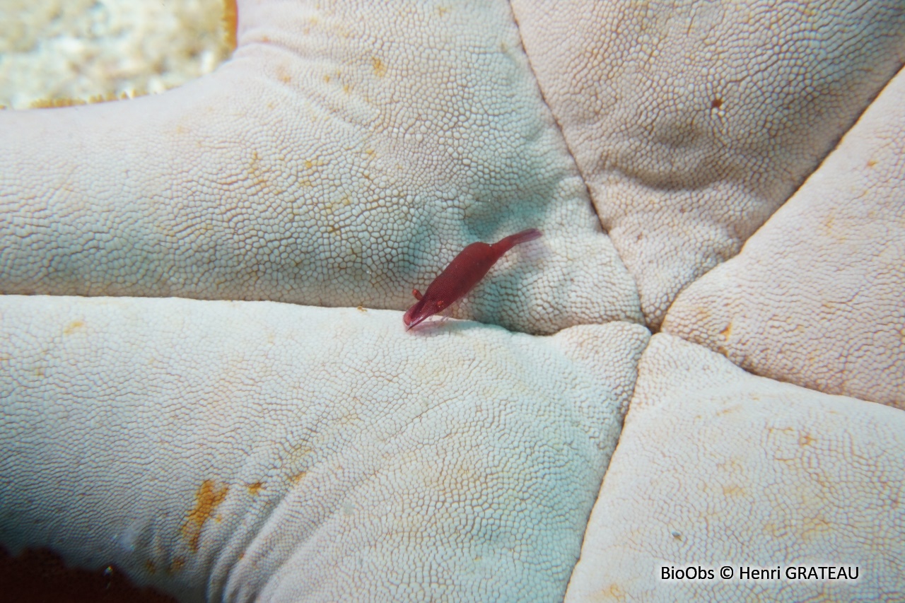 Crevette des astérides - Zenopontonia soror - Henri GRATEAU - BioObs