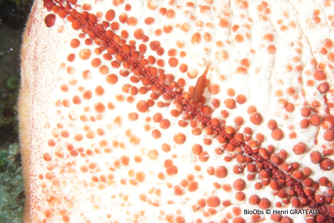 Crevette des astérides - Zenopontonia soror - Henri GRATEAU - BioObs