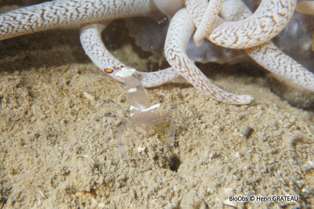 Crevette queue de paon - Ancylocaris brevicarpalis - Henri GRATEAU - BioObs