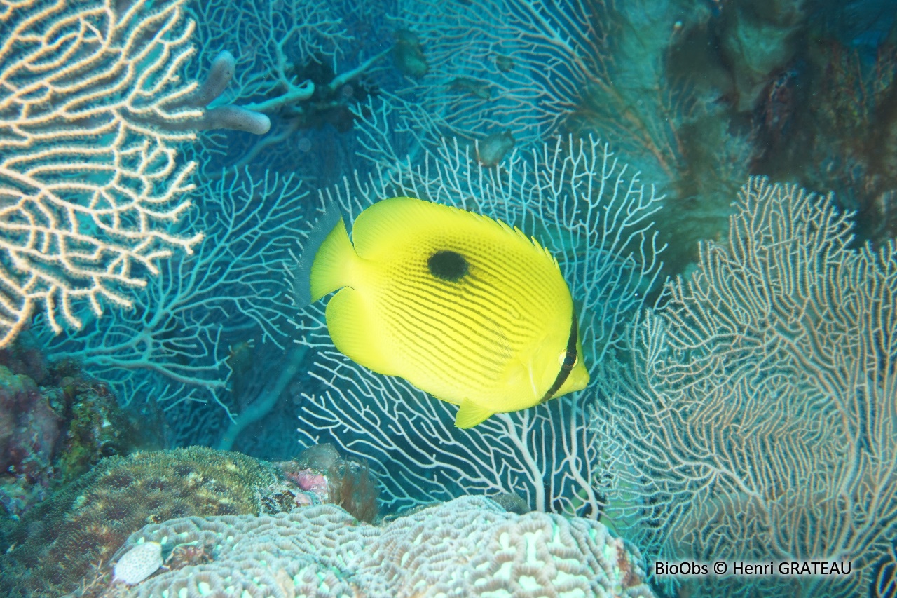 Poisson-papillon de Zanzibar - Chaetodon zanzibarensis - Henri GRATEAU - BioObs