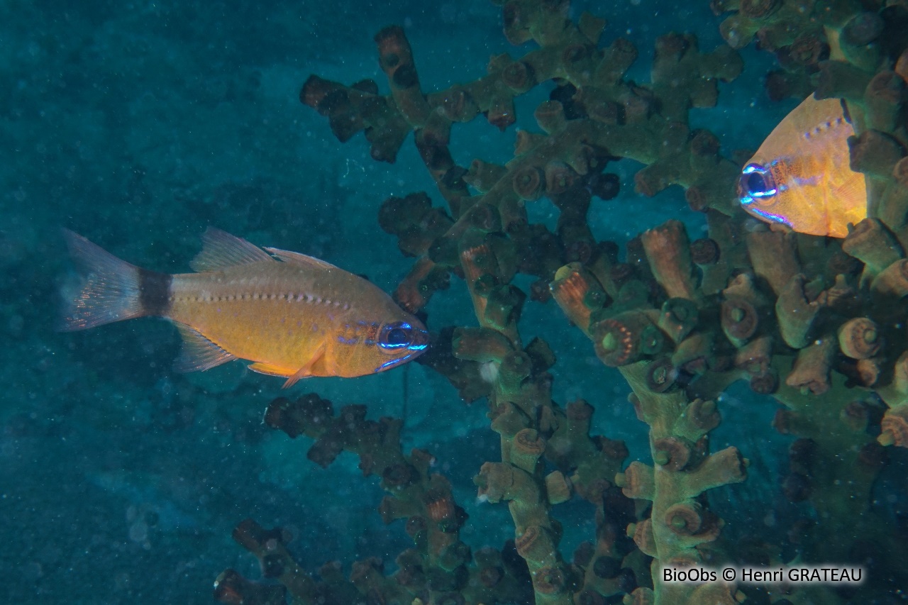 Apogon doré - Ostorhinchus aureus - Henri GRATEAU - BioObs