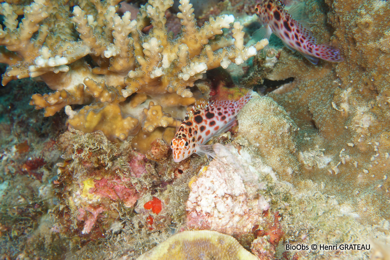 Epervier à points rouges - Cirrhitichthys oxycephalus - Henri GRATEAU - BioObs