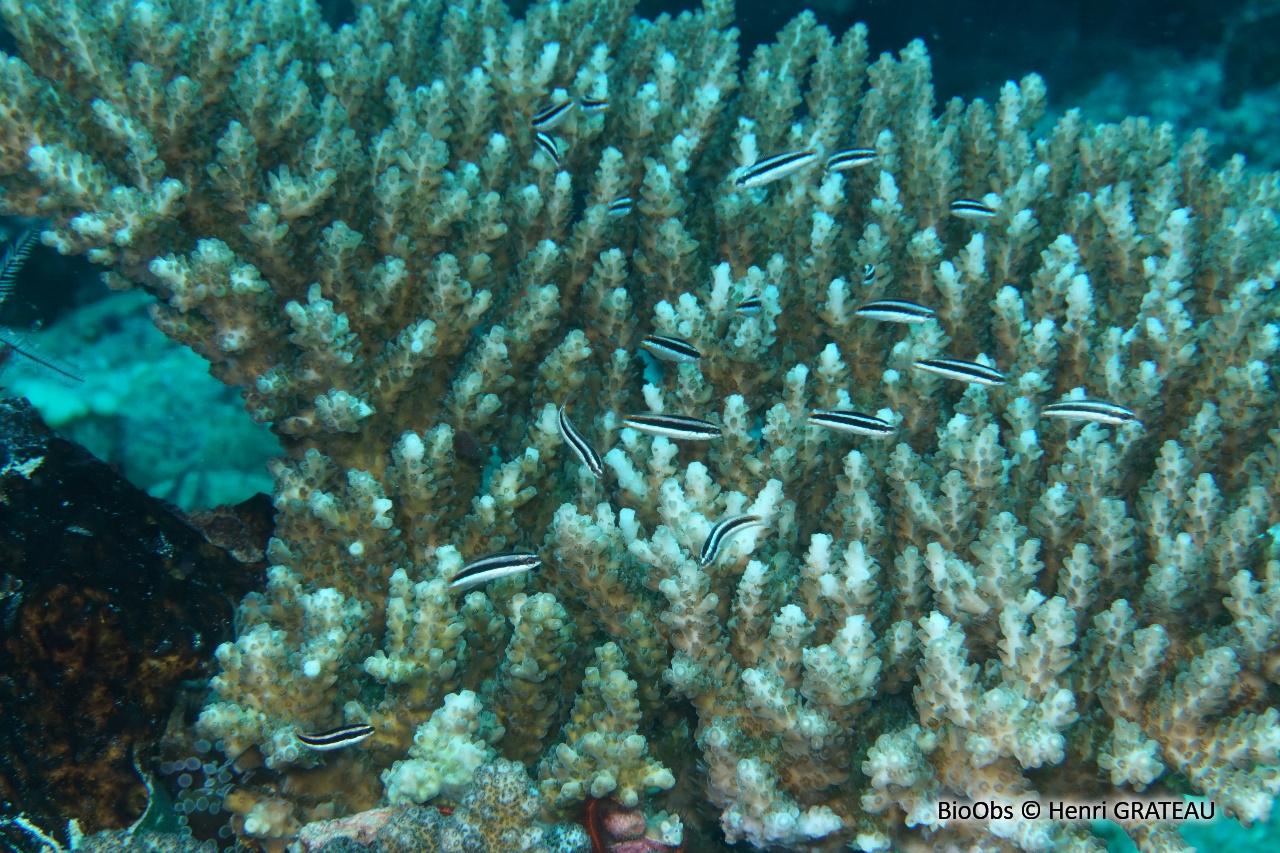 Girelle-paon bigarrée - Thalassoma amblycephalum - Henri GRATEAU - BioObs