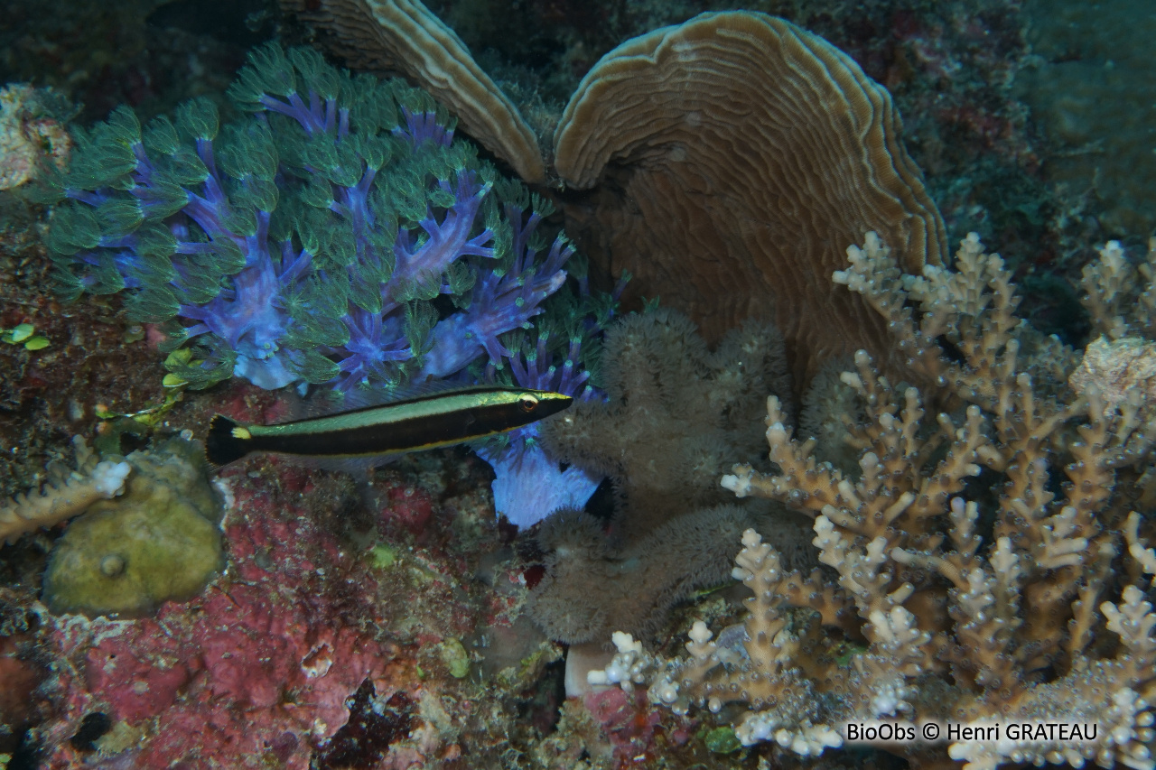 Labre annelé - Hologymnosus annulatus - Henri GRATEAU - BioObs