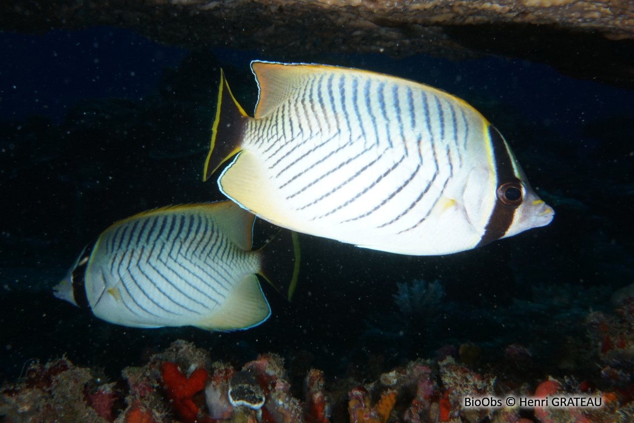 Poisson-papillon à chevrons - Chaetodon trifascialis - Henri GRATEAU - BioObs