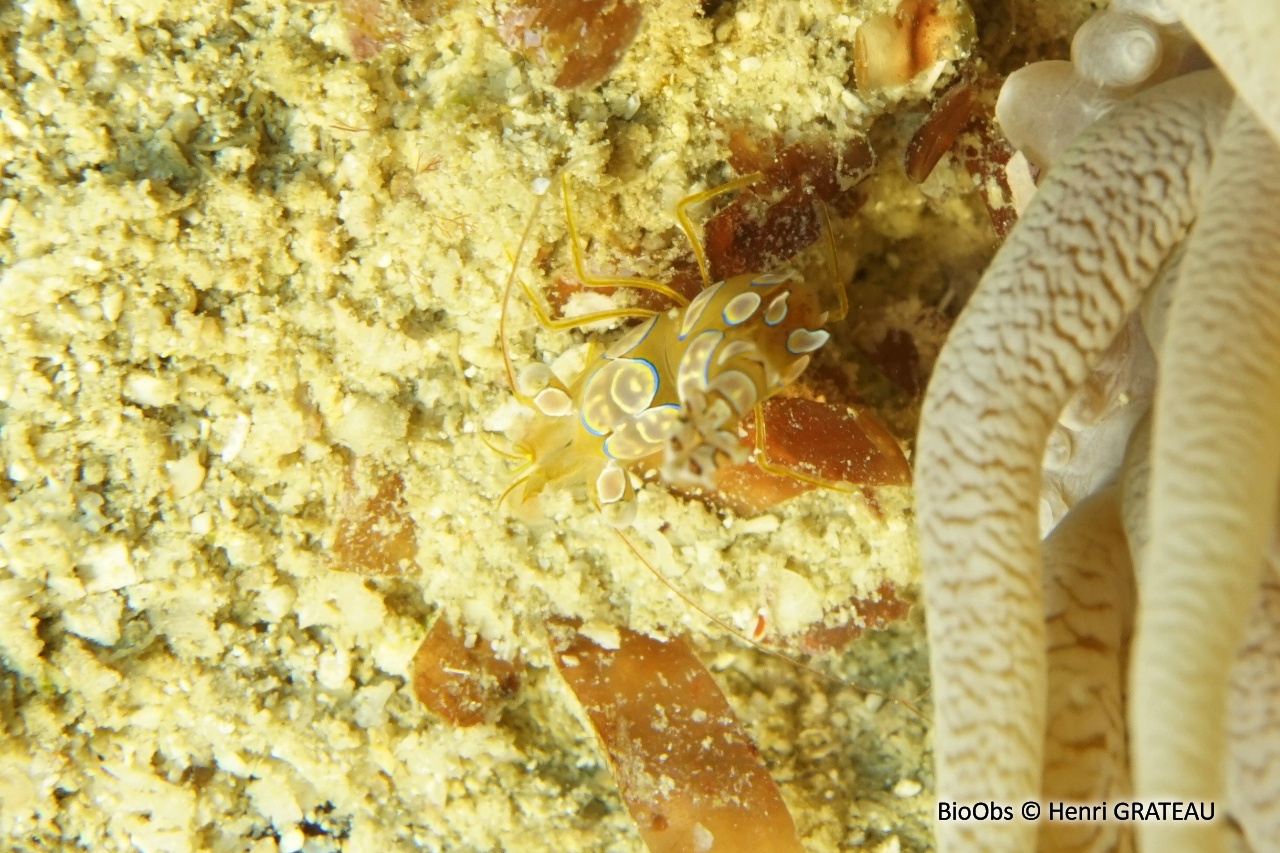 Crevette de Thor Indo-Pacifique - Thor amboinensis - Henri GRATEAU - BioObs