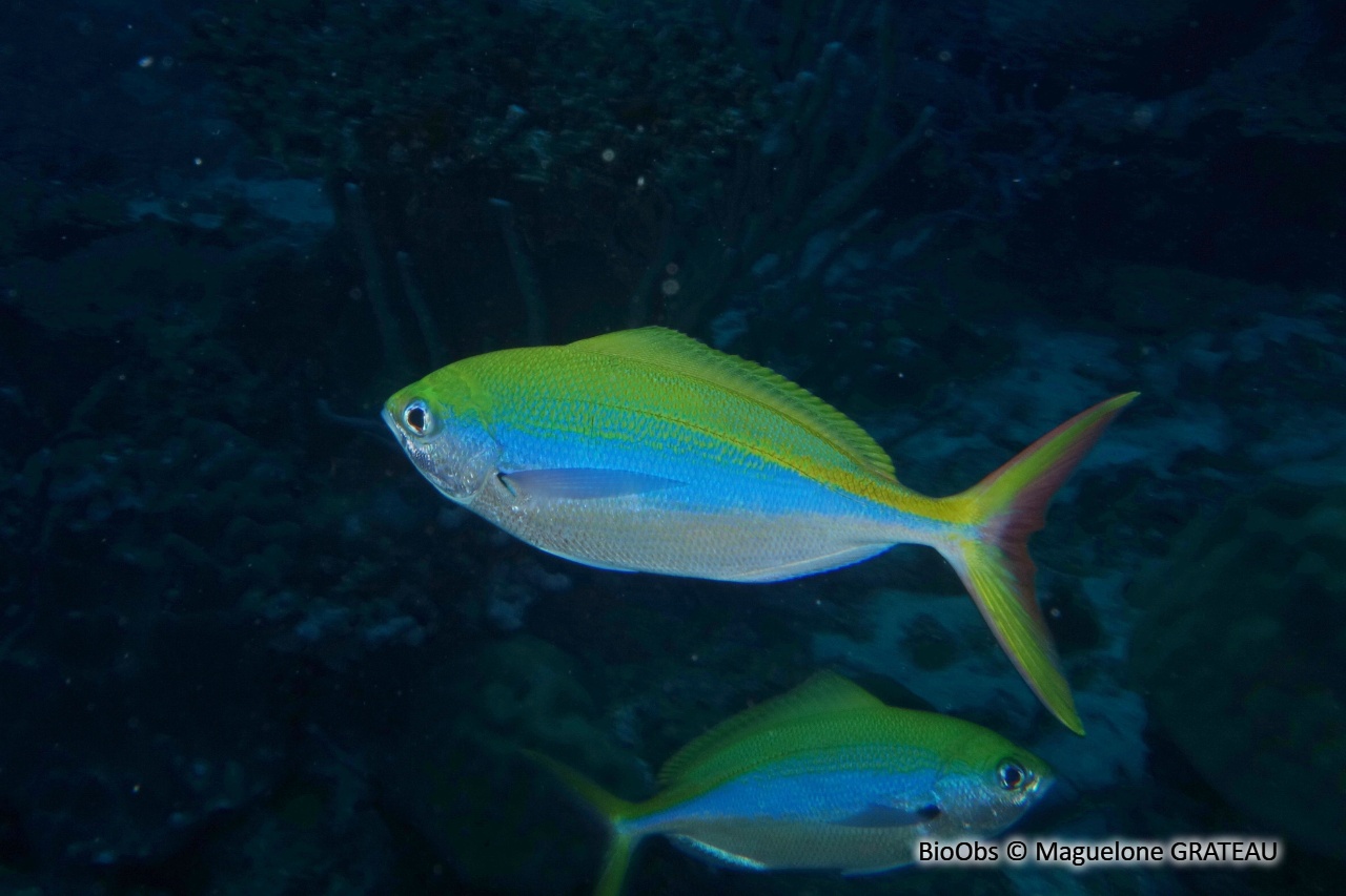 Fusilier à dos jaune - Caesio xanthonota - Maguelone GRATEAU - BioObs
