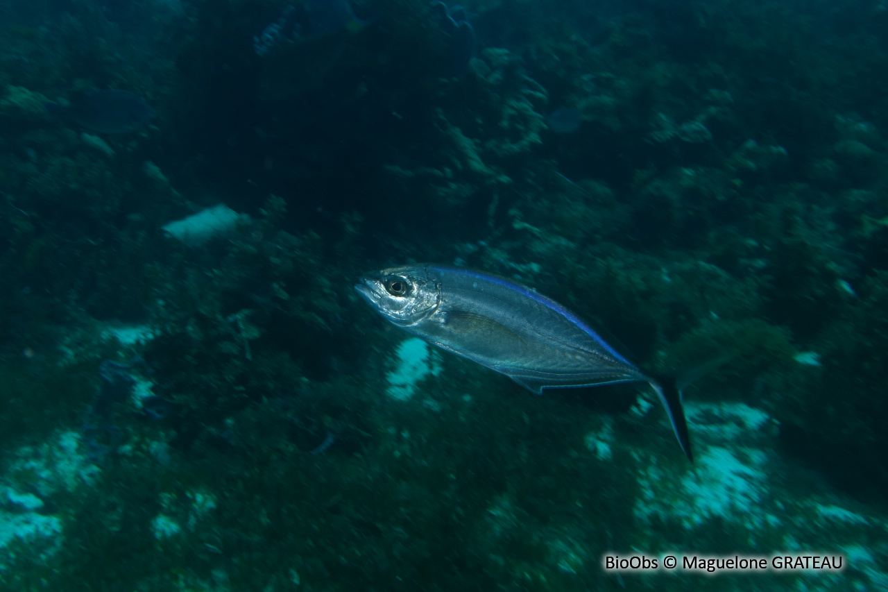 Carangue franche - Caranx ruber - Maguelone GRATEAU - BioObs