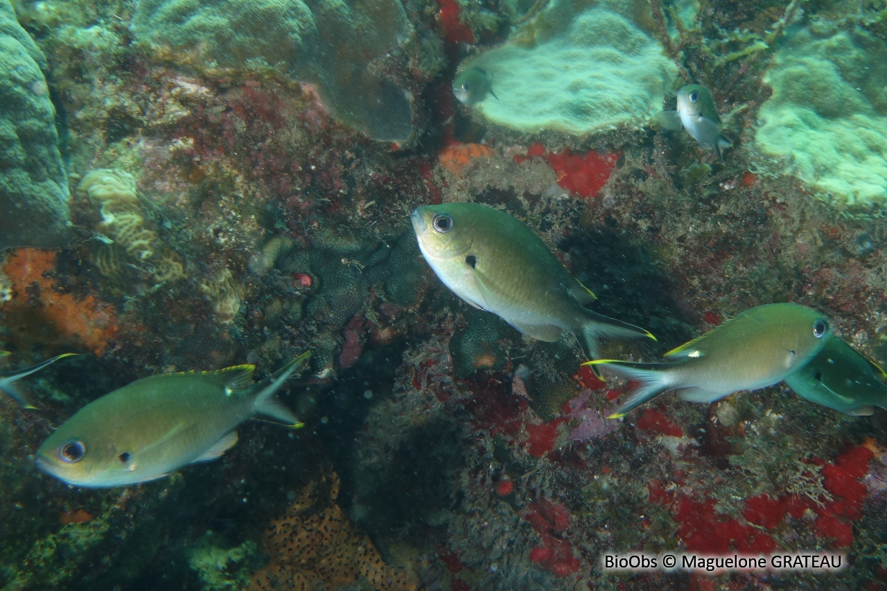 Castagnole brune - Chromis multilineata - Maguelone GRATEAU - BioObs