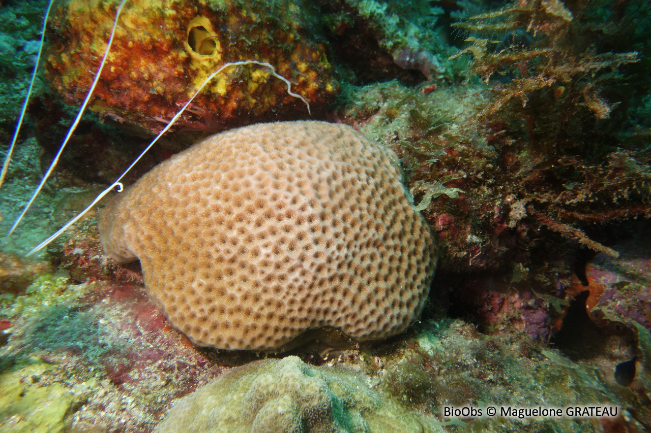 Corail starlette massif - Siderastrea siderea - Maguelone GRATEAU - BioObs