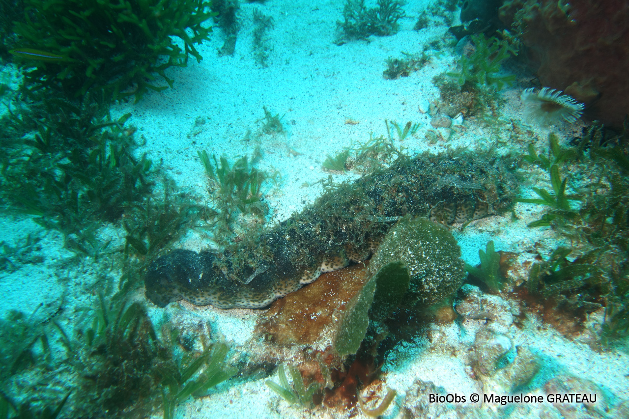 Holothurie mexicaine - Holothuria (Halodeima) mexicana - Maguelone GRATEAU - BioObs