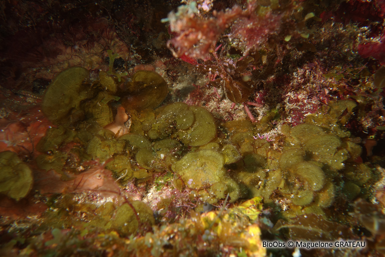 Lobophore variée - Lobophora variegata - Maguelone GRATEAU - BioObs