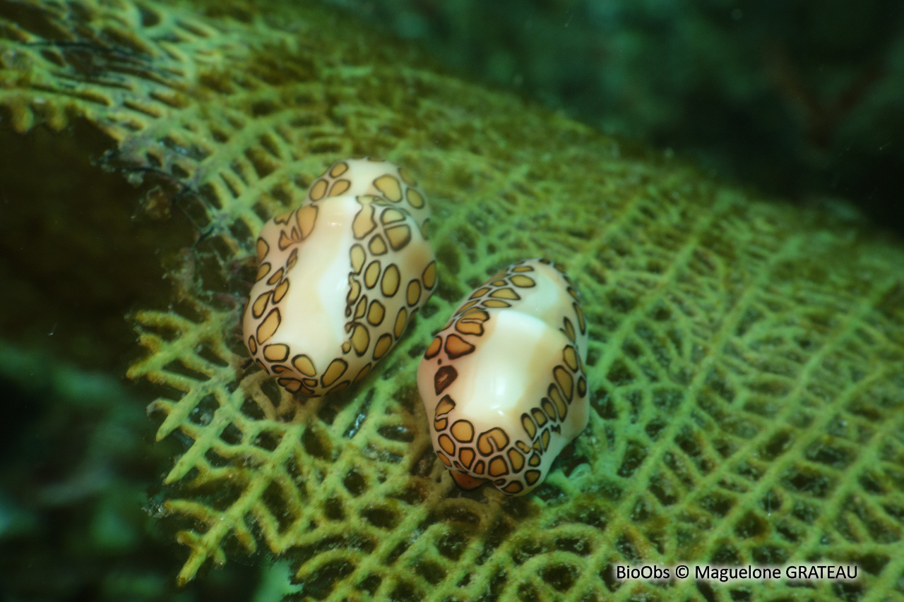 Monnaie caraïbe à ocelles - Cyphoma gibbosum - Maguelone GRATEAU - BioObs