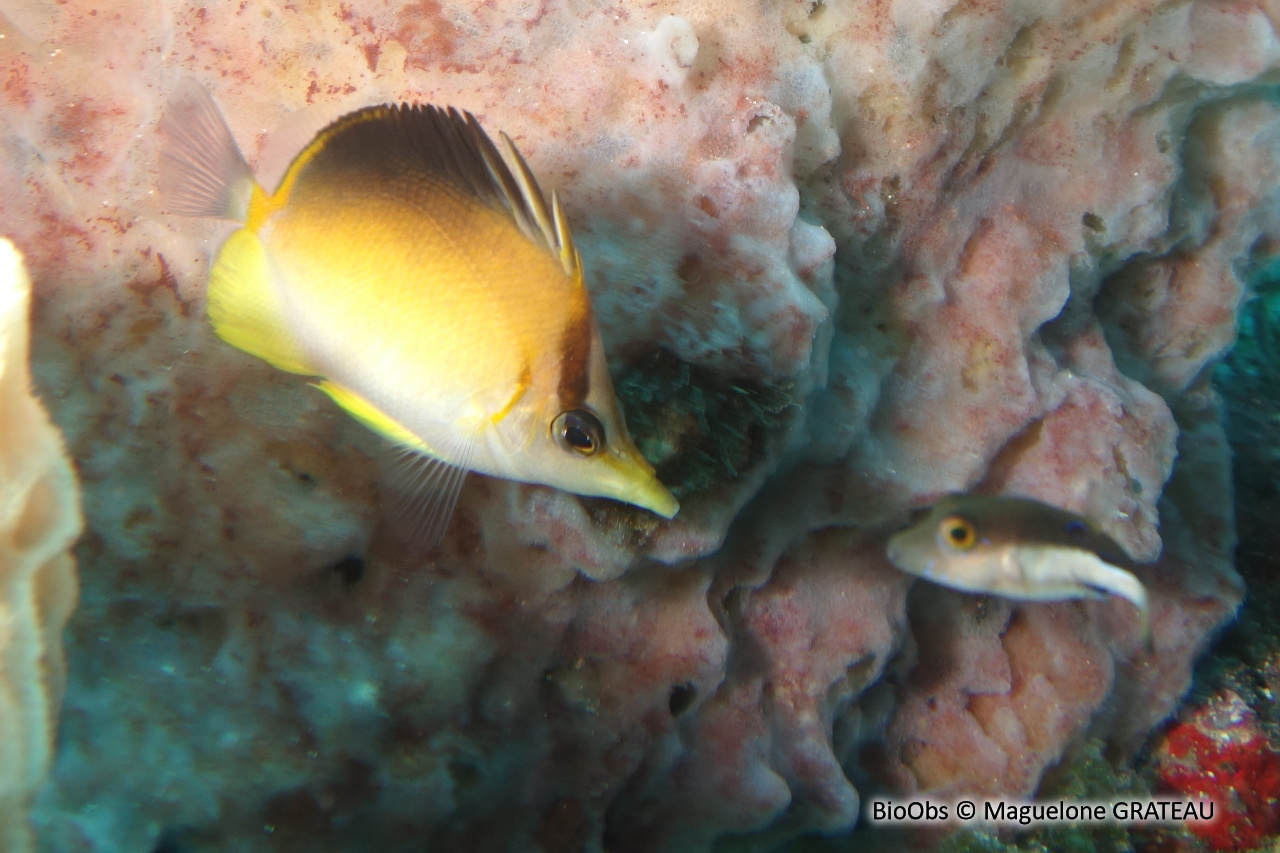 Papillon à bec des Caraïbes - Prognathodes aculeatus - Maguelone GRATEAU - BioObs