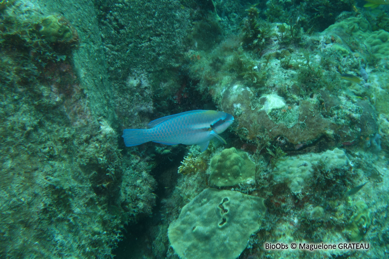 Poisson perroquet prince - Scarus taeniopterus - Maguelone GRATEAU - BioObs
