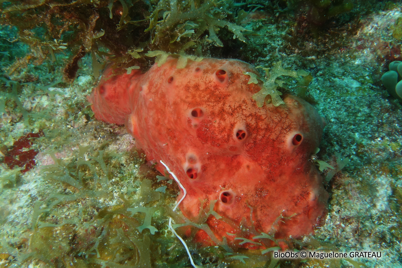Spirastrella caraïbes - Spirastrella coccinea - Maguelone GRATEAU - BioObs