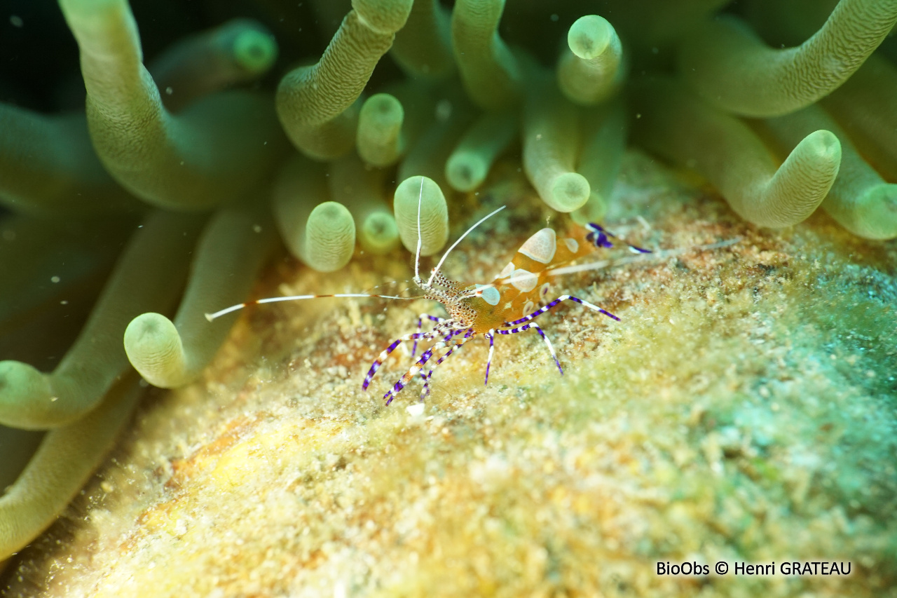 Crevette du Yucatan - Periclimenes yucatanicus - Henri GRATEAU - BioObs