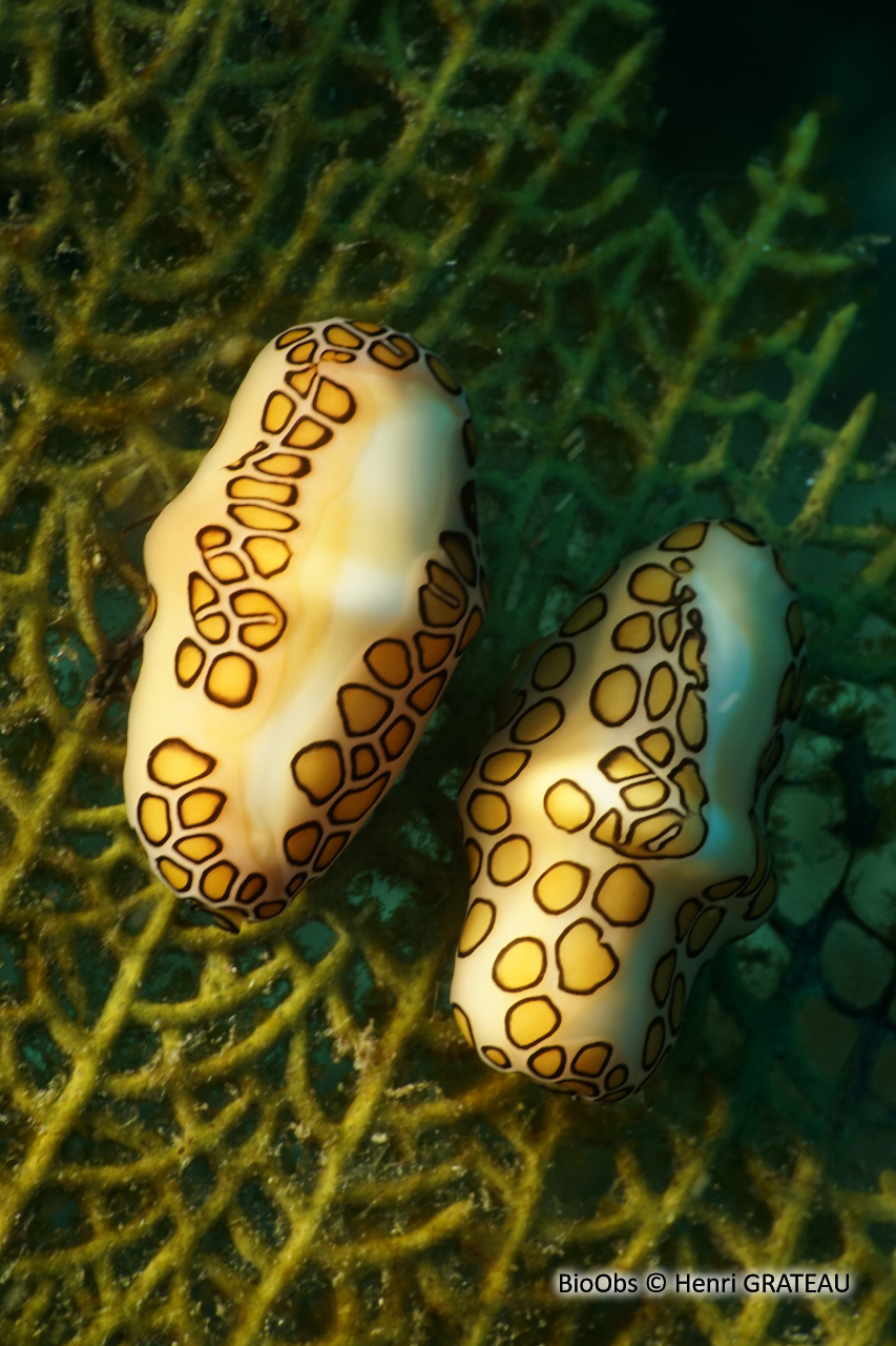 Monnaie caraïbe à ocelles - Cyphoma gibbosum - Henri GRATEAU - BioObs