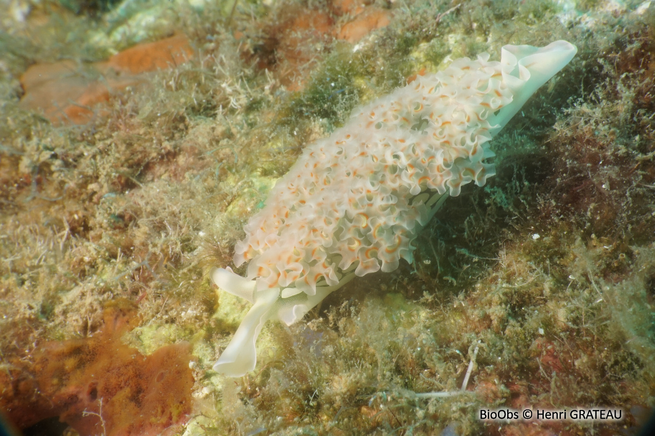 Limace de mer frisée - Elysia crispata - Henri GRATEAU - BioObs