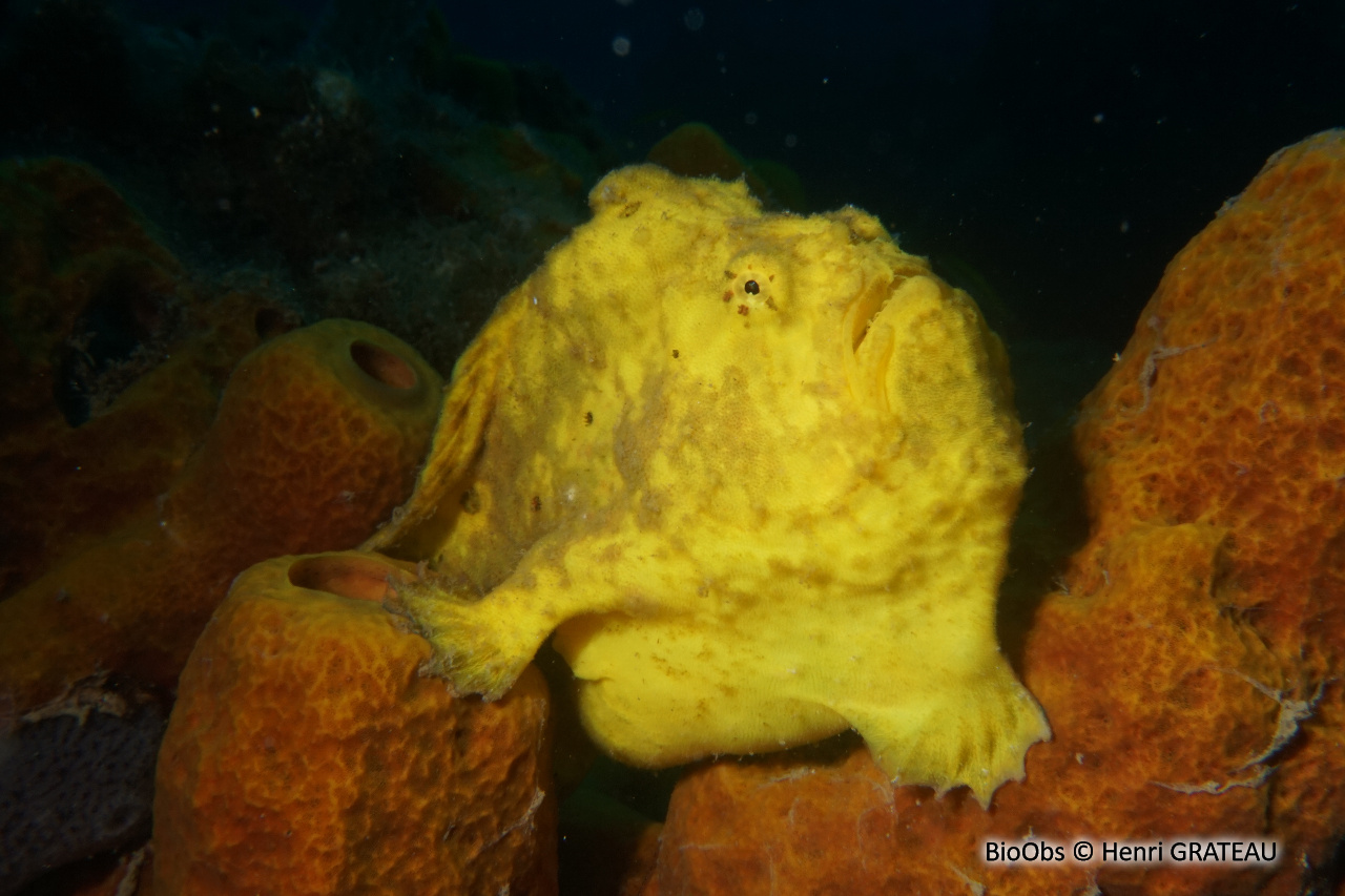 Antennaire longue ligne - Antennarius multiocellatus - Henri GRATEAU - BioObs