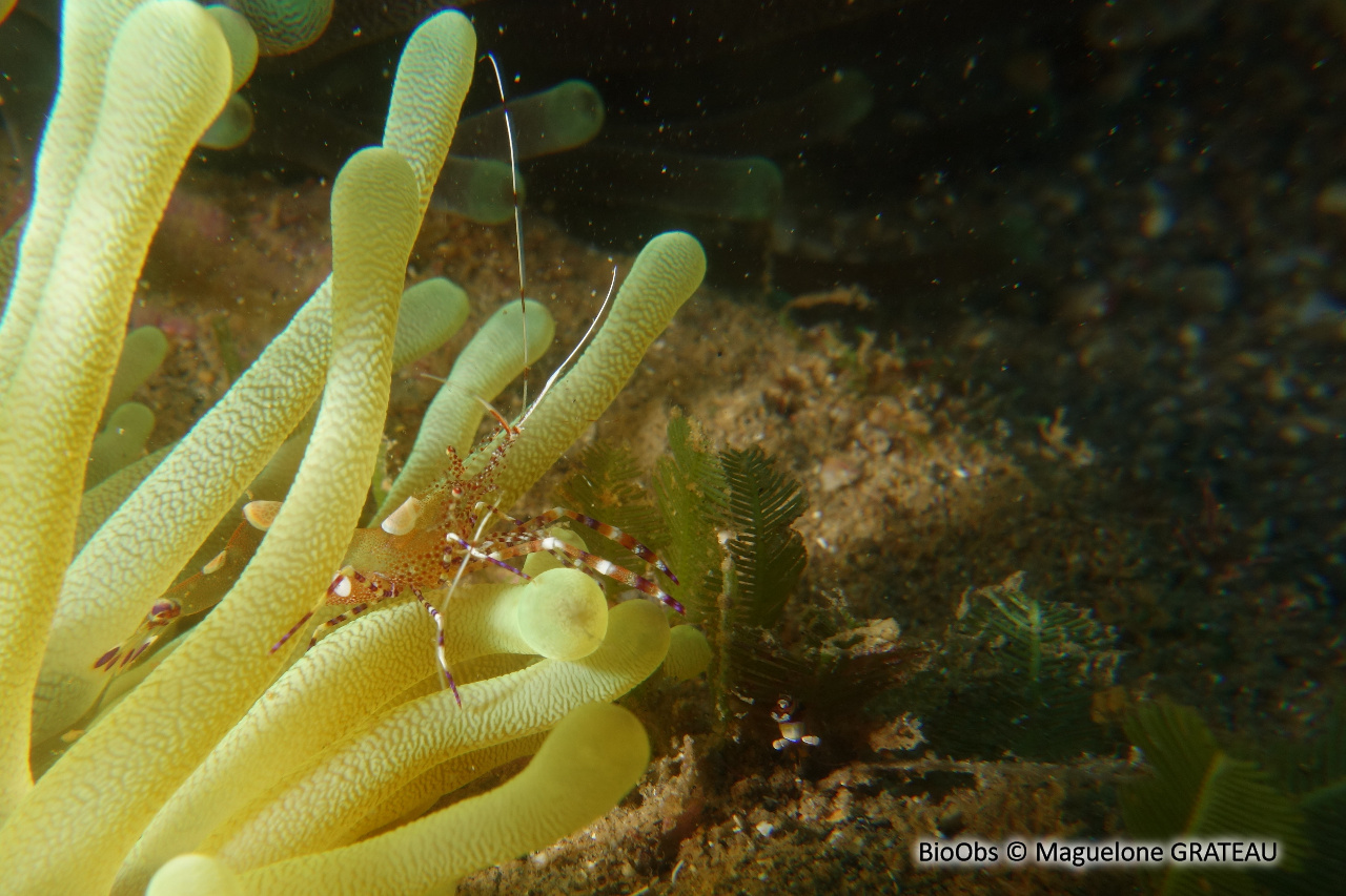 Crevette du Yucatan - Periclimenes yucatanicus - Maguelone GRATEAU - BioObs