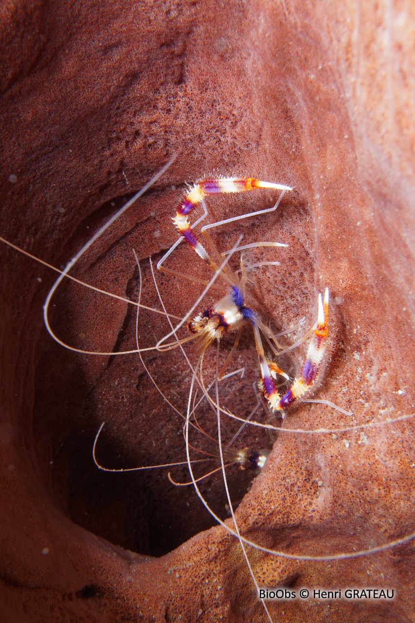 Grande crevette nettoyeuse - Stenopus hispidus - Henri GRATEAU - BioObs