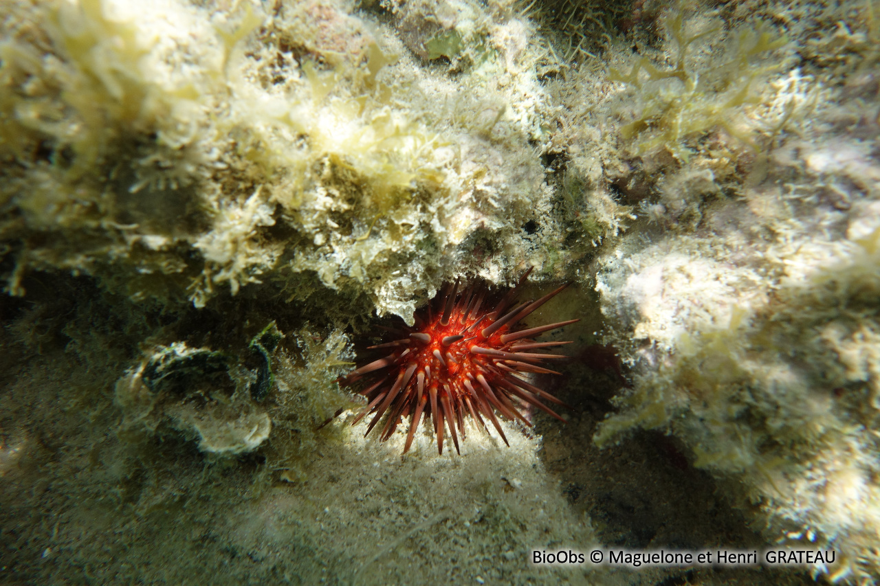 Oursin de récif des antilles - Echinometra viridis - Maguelone et Henri  GRATEAU - BioObs