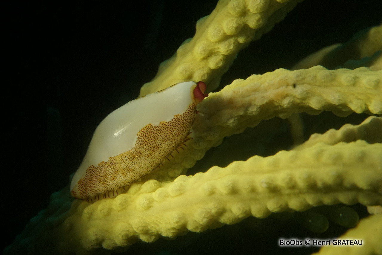 Simnie blanche - Simnia spelta - Henri GRATEAU - BioObs