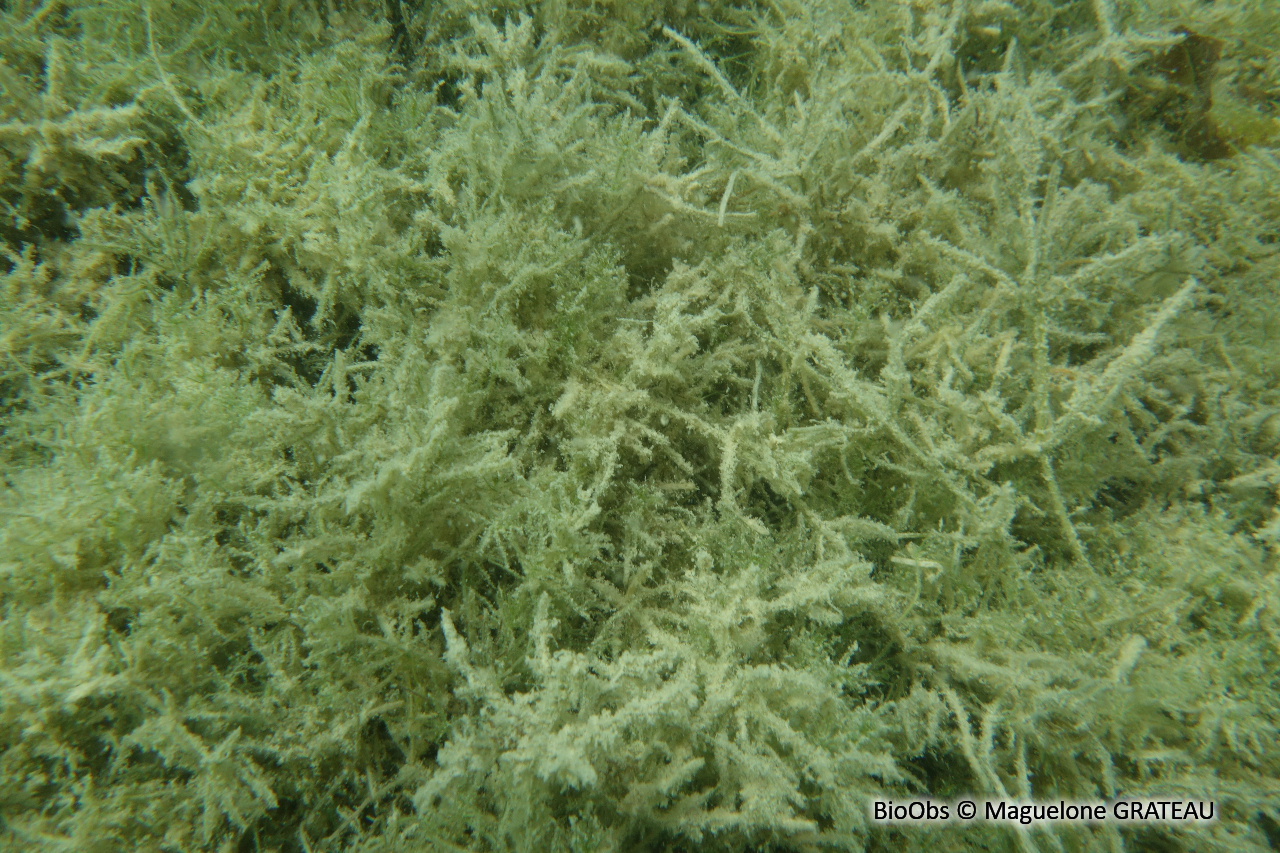 Characées - Characeae sp. - Maguelone GRATEAU - BioObs