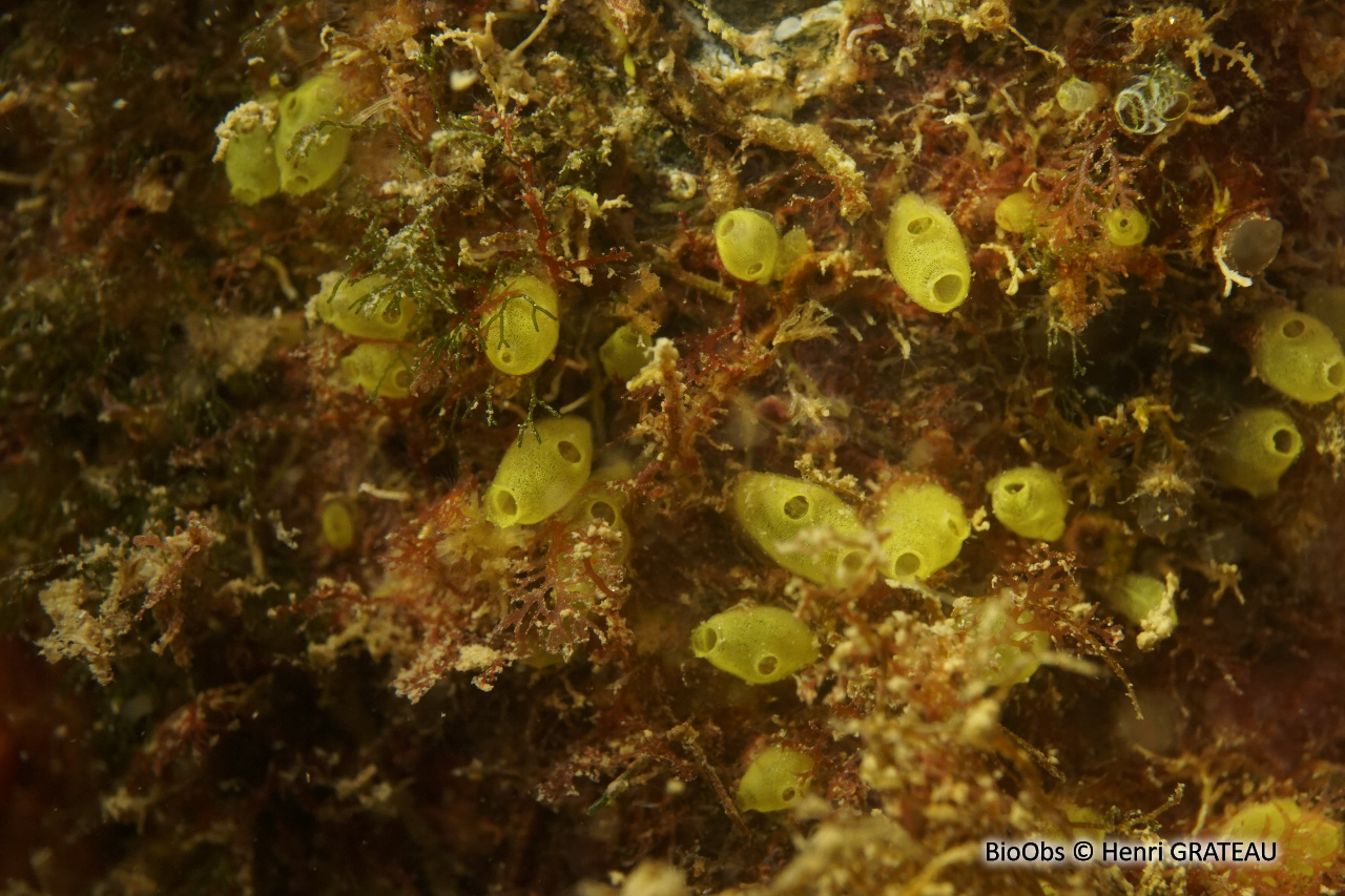 Ascidie miniature jaunâtre - Ecteinascidia herdmani - Henri GRATEAU - BioObs