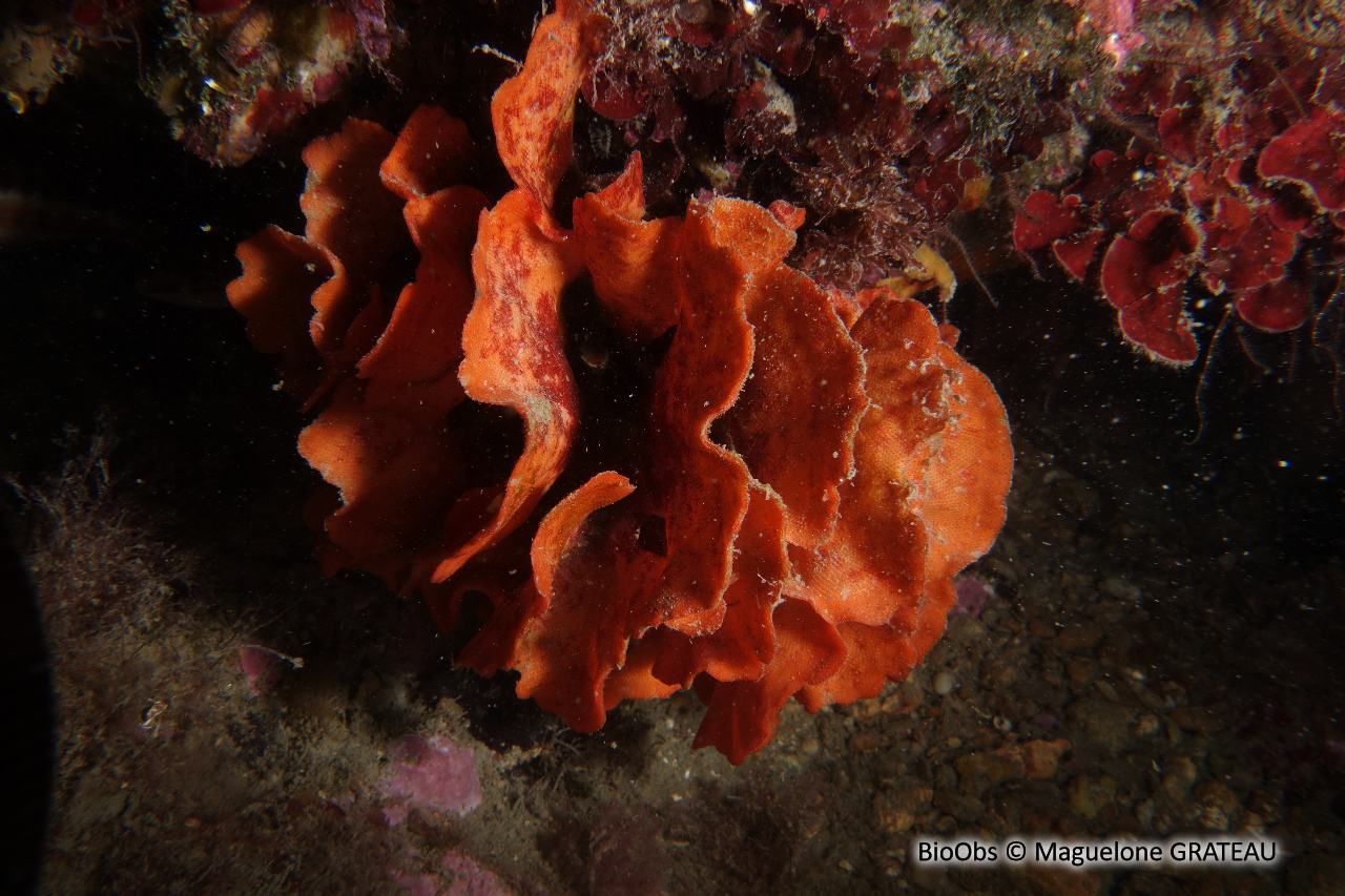 Rose de mer Méditerranéenne - Pentapora fascialis - Maguelone GRATEAU - BioObs