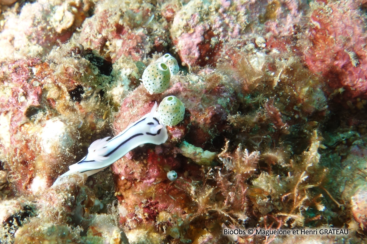 Doris de Loch - Chromodoris lochi - Maguelone et Henri GRATEAU - BioObs