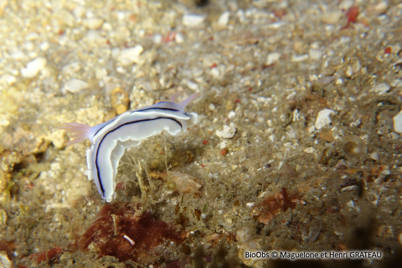 Doris de Loch - Chromodoris lochi - Maguelone et Henri GRATEAU - BioObs