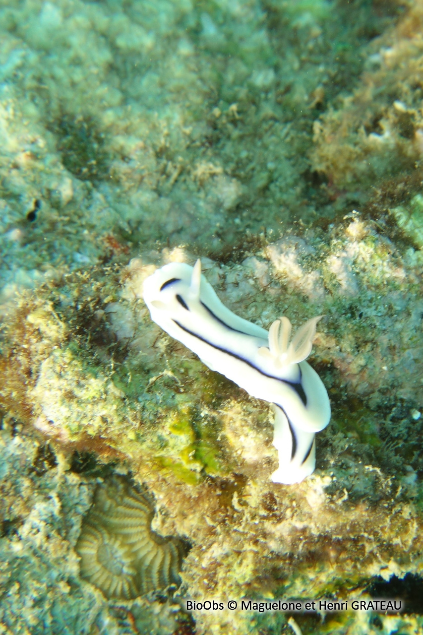 Doris de Loch - Chromodoris lochi - Maguelone et Henri GRATEAU - BioObs