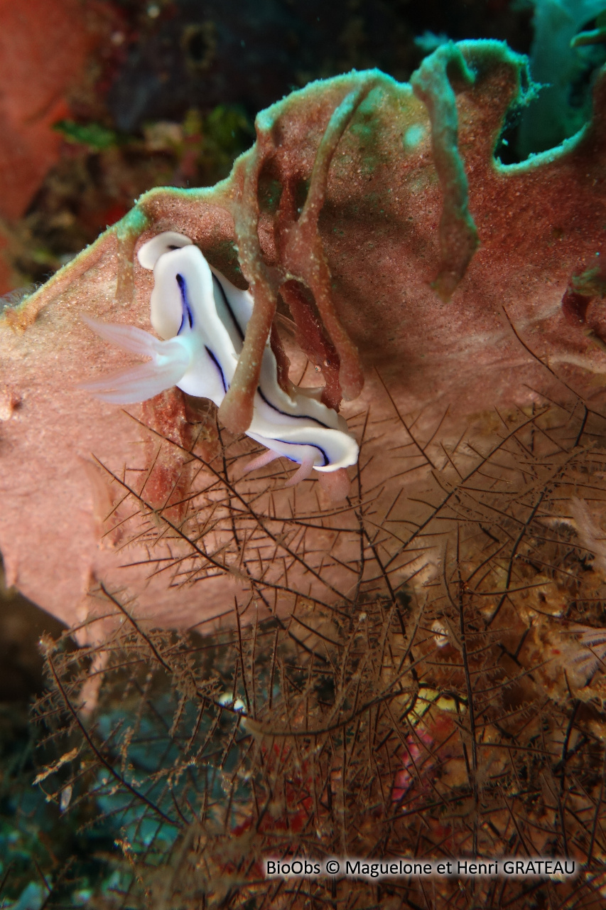 Doris de Loch - Chromodoris lochi - Maguelone et Henri GRATEAU - BioObs