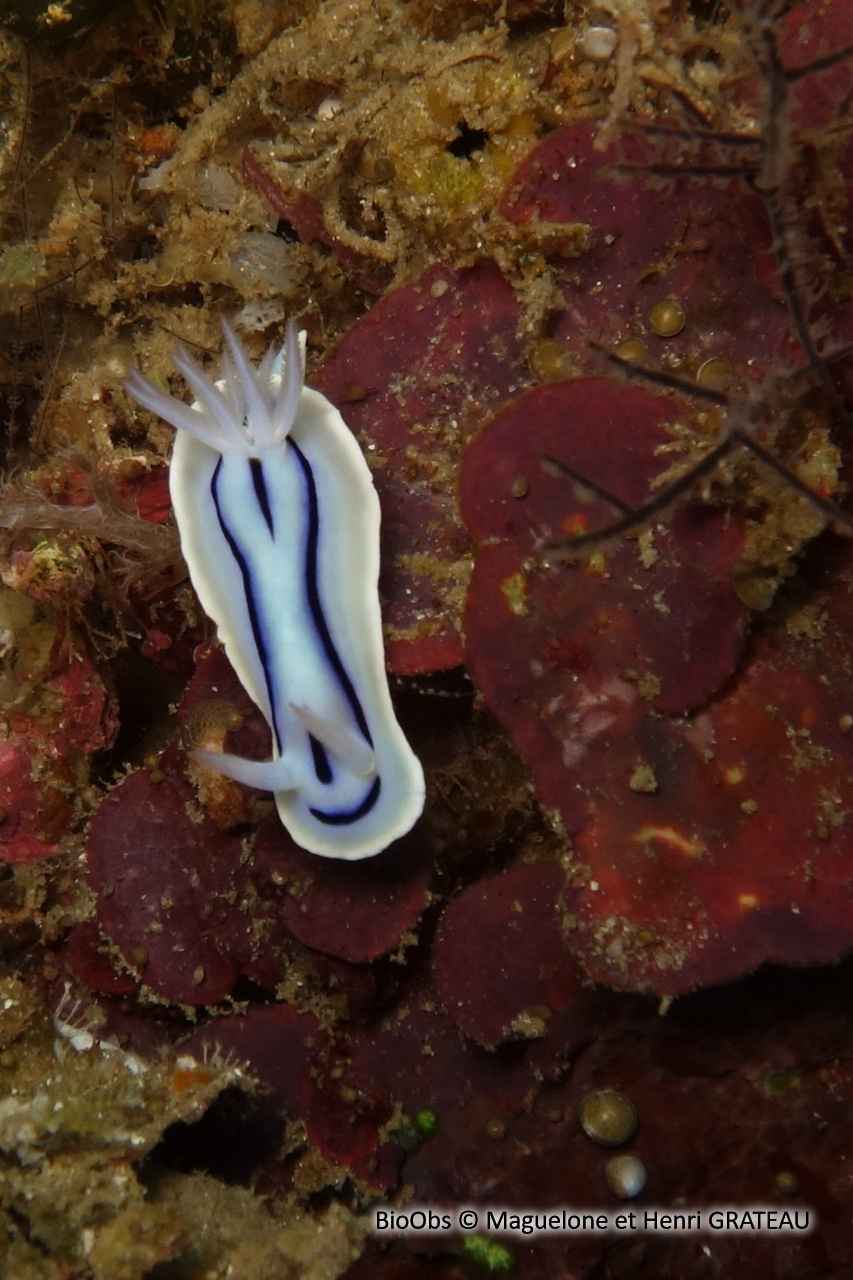 Doris de Loch - Chromodoris lochi - Maguelone et Henri GRATEAU - BioObs