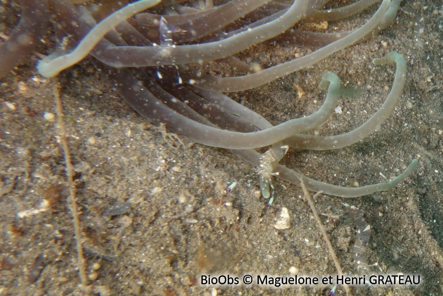 Crevette nettoyeuse de Holthuis - Ancylomenes holthuisi - Maguelone et Henri GRATEAU - BioObs