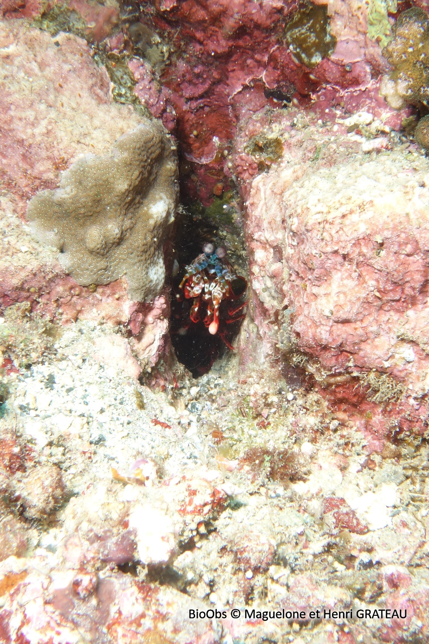 Mante de mer paon - Odontodactylus scyllarus - Maguelone et Henri GRATEAU - BioObs