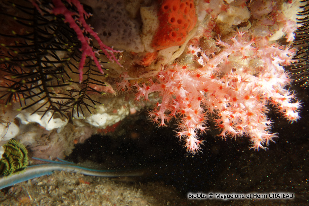 Alcyonaire épineux - Dendronephthya spp. - Maguelone et Henri GRATEAU - BioObs