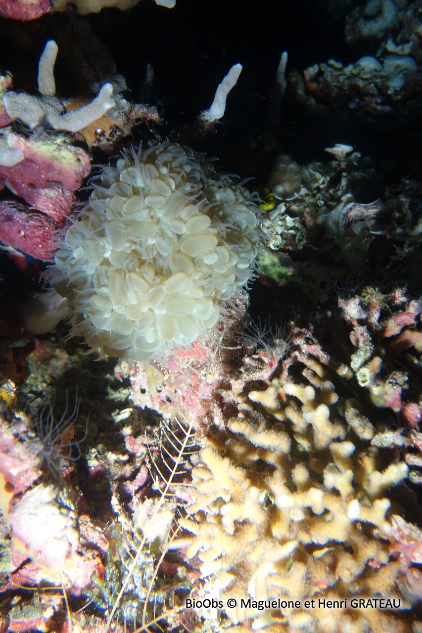Corail à bulles sinueux - Plerogyra sinuosa - Maguelone et Henri GRATEAU - BioObs