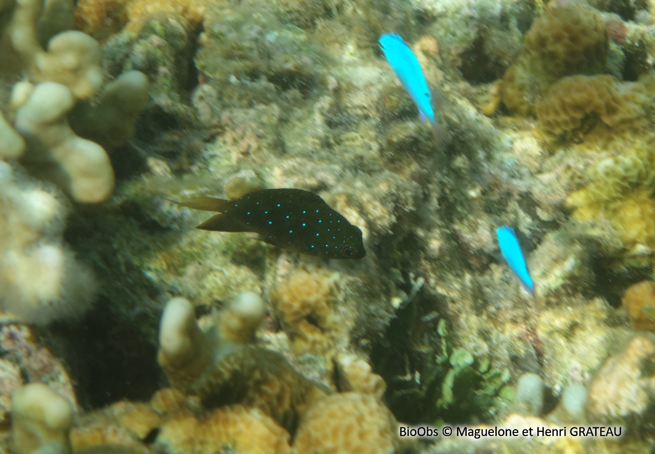 Demoiselle à points bleus - Plectroglyphidodon lacrymatus - Maguelone et Henri GRATEAU - BioObs