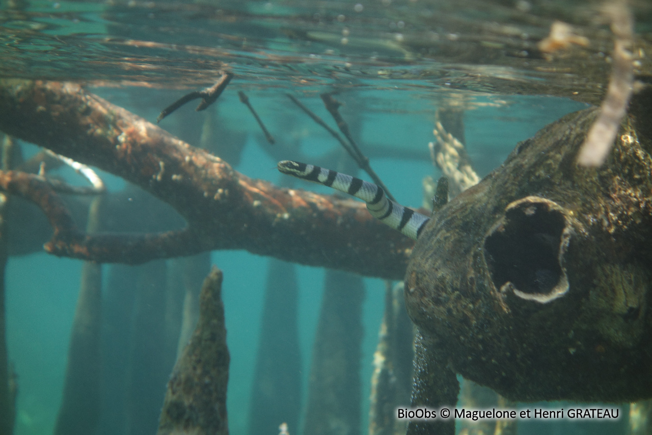 Tricot rayé jaune - Laticauda saintgironsi - Maguelone et Henri GRATEAU - BioObs