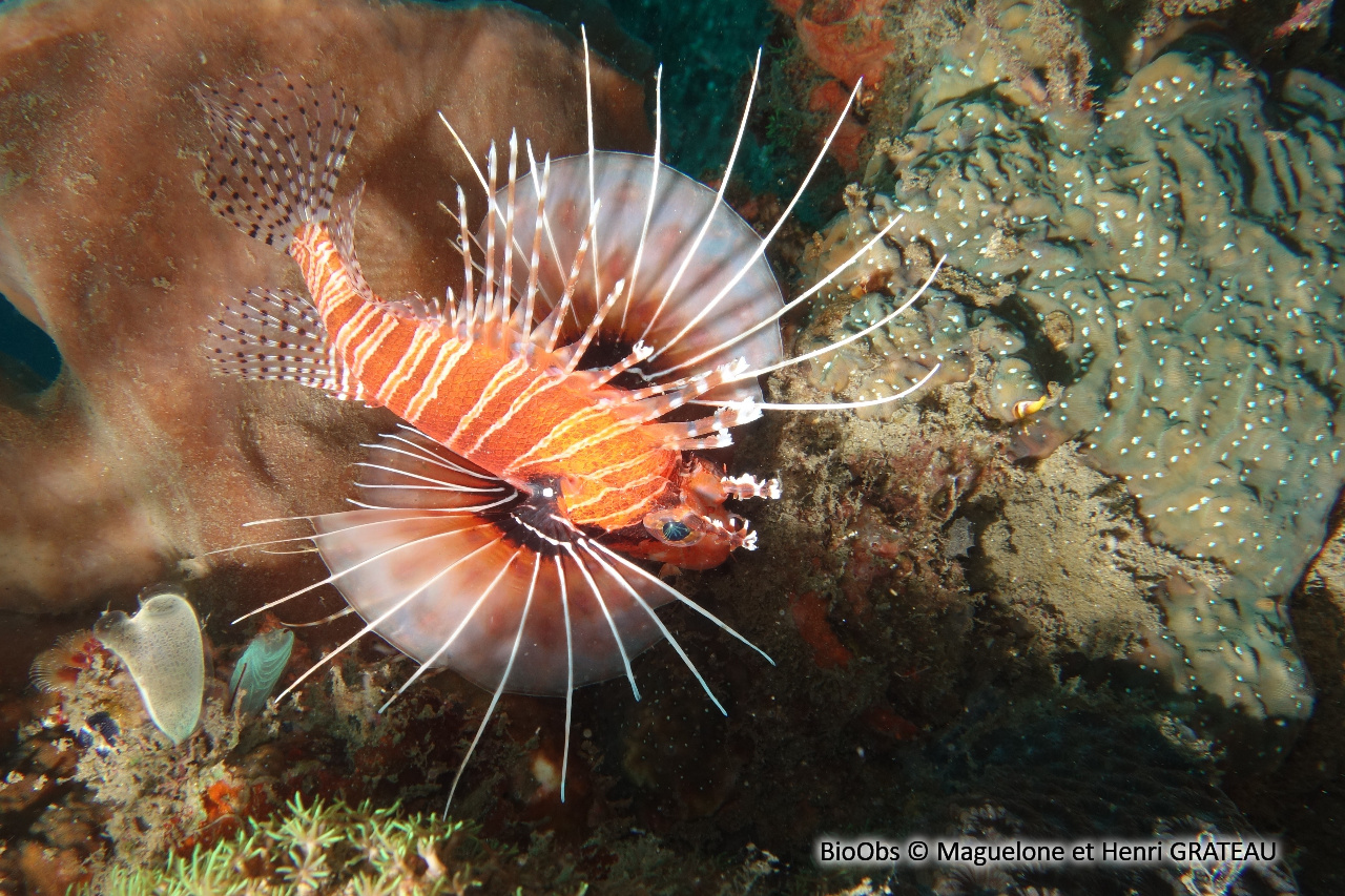 Poisson-scorpion à antennes - Pterois antennata - Maguelone et Henri GRATEAU - BioObs