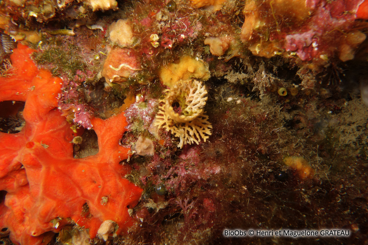 Frondipore verruqueux - Frondipora verrucosa - Henri et Maguelone GRATEAU - BioObs