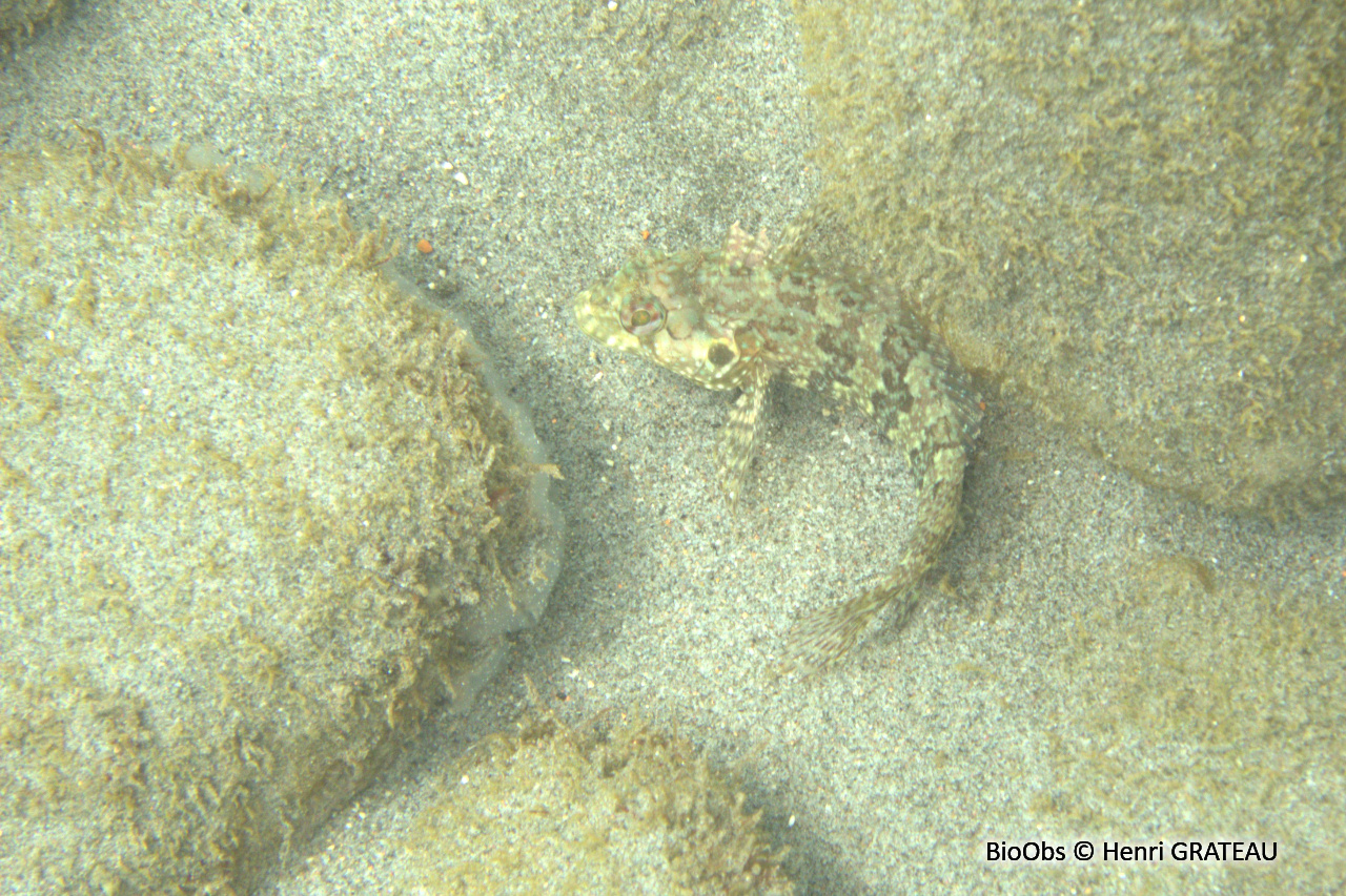 Blennie chevelue - Labrisomus nuchipinnis - Henri GRATEAU - BioObs