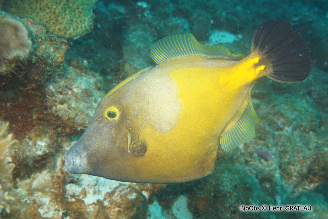 Bourse cabri, bourse cabrit - Cantherhines macrocerus - Henri GRATEAU - BioObs