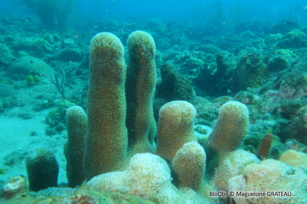 Corail cierge - Dendrogyra cylindrus - Maguelone GRATEAU - BioObs