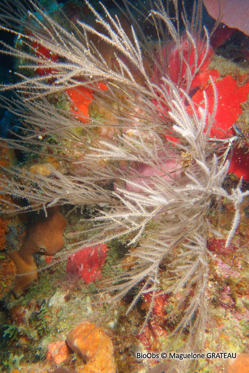 Corail noir à résille - Antipathes lenta / umbratica - Maguelone GRATEAU - BioObs