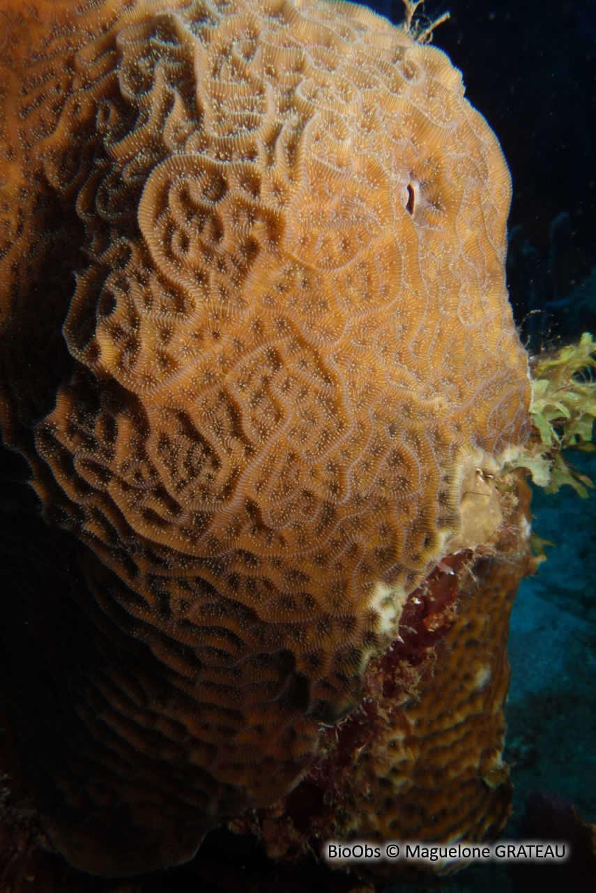 Agarice de Graham - Agaricia grahamae - Maguelone GRATEAU - BioObs