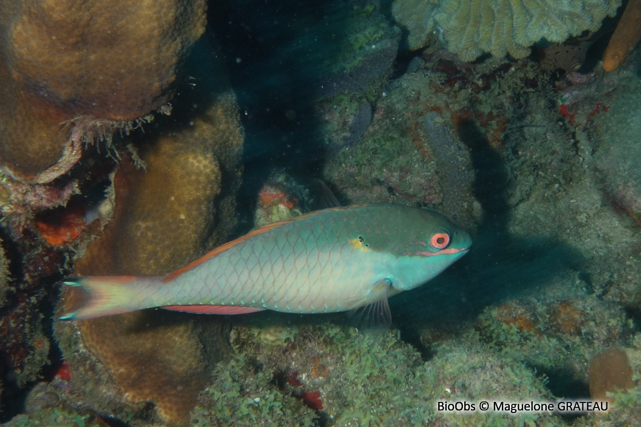 Perroquet feu tricolore - Sparisoma viride - Maguelone GRATEAU - BioObs